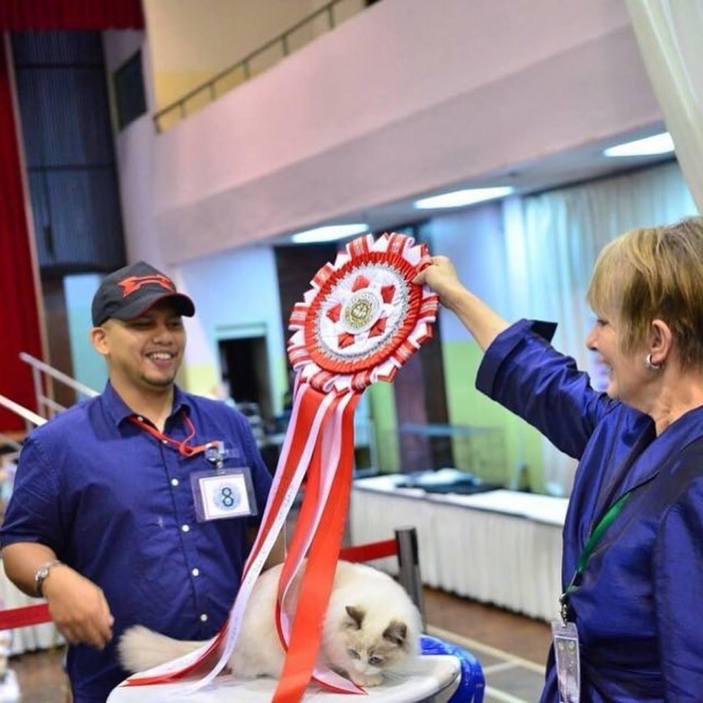 Best of the Best award being presented at a cat show