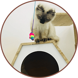 Cat enjoying playtime at Maobulous Cat Boutique Hotel & Spa