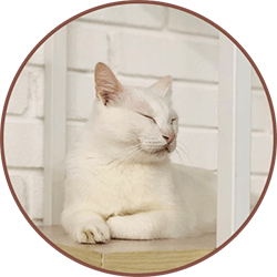 Cat relaxing in a Quiet Suite at Maobulous Cat Boutique Hotel & Spa