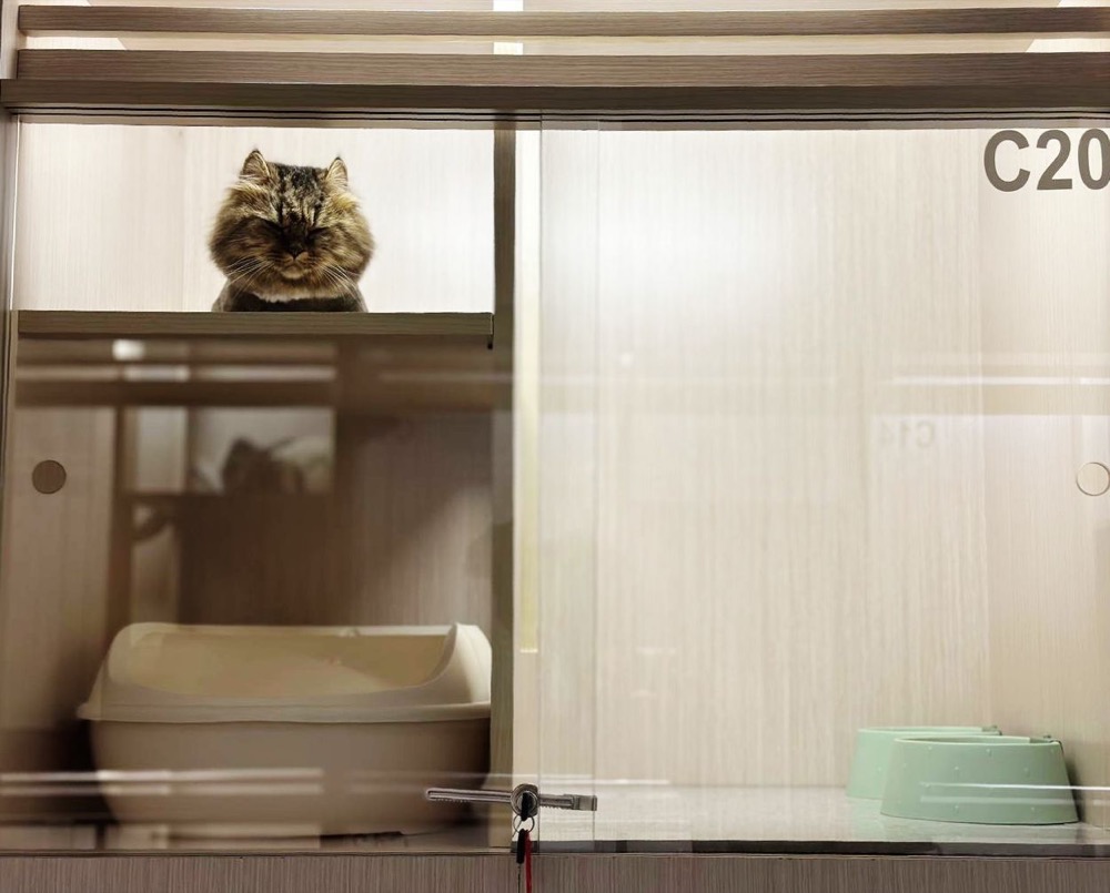 Cat boarding suite at Maobulous Cat Boutique Hotel & Spa