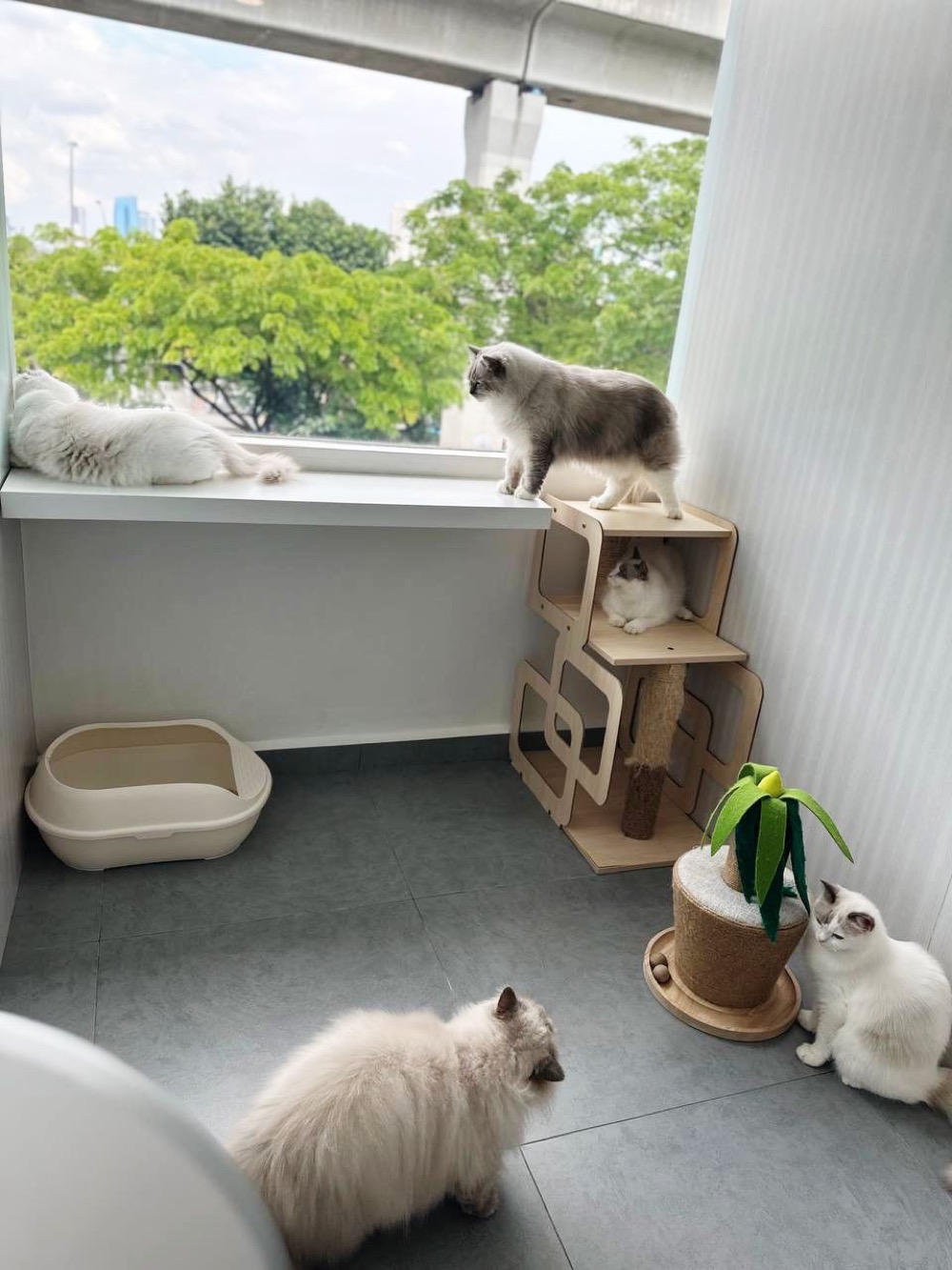Cat boarding suite at Maobulous Cat Boutique Hotel & Spa