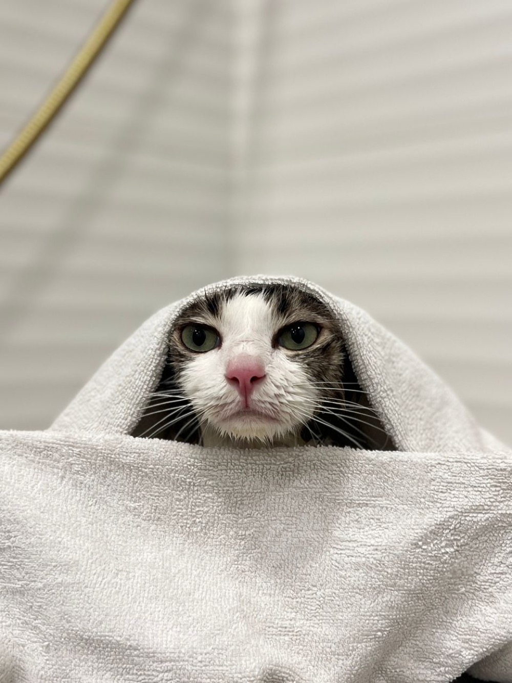 Cat wrapped in a towel after a grooming session at Maobulous