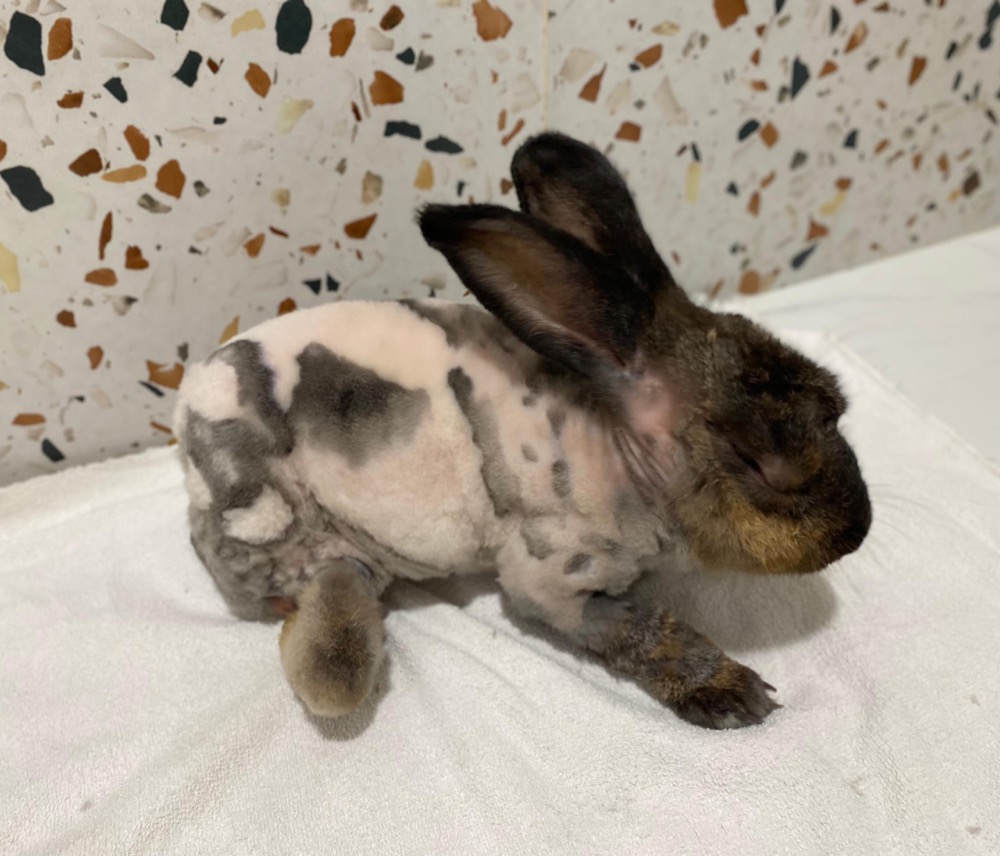 Freshly groomed rabbit at Maobulous