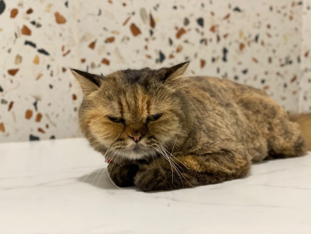 Cat wrapped in a towel after a grooming session at Maobulous