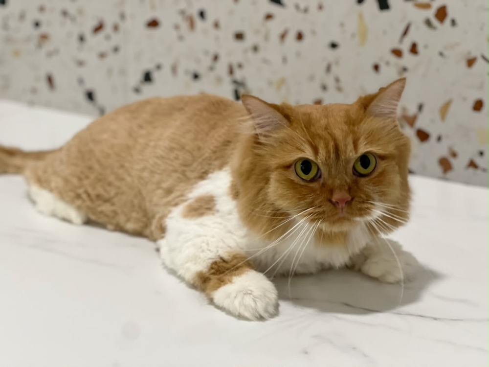 Cat during a grooming session at Maobulous