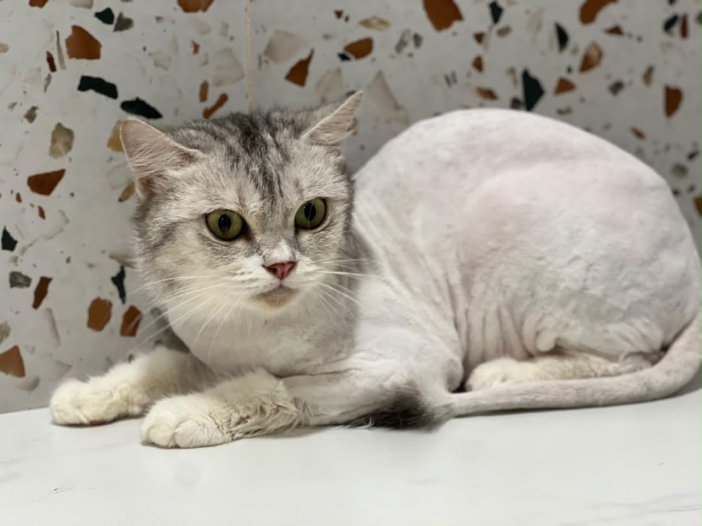 Cat during a grooming session at Maobulous