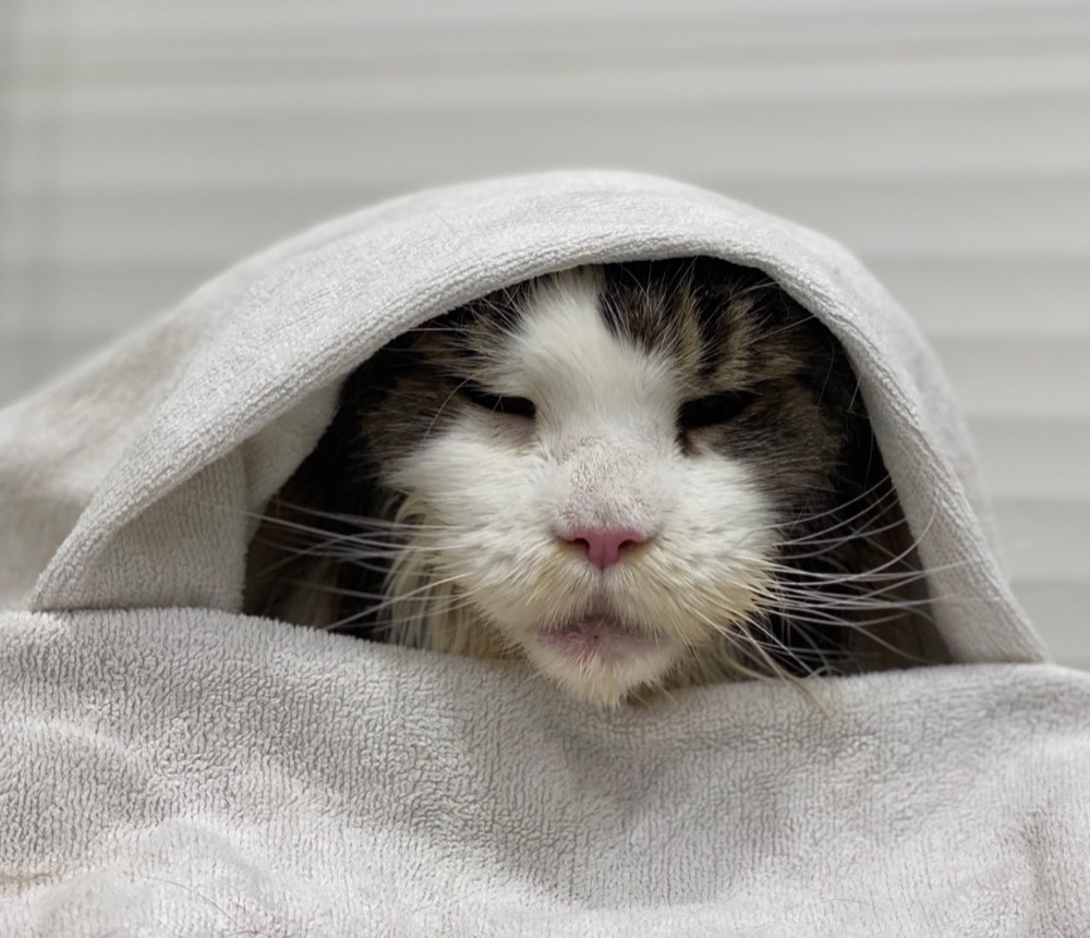 Cat during a grooming session at Maobulous