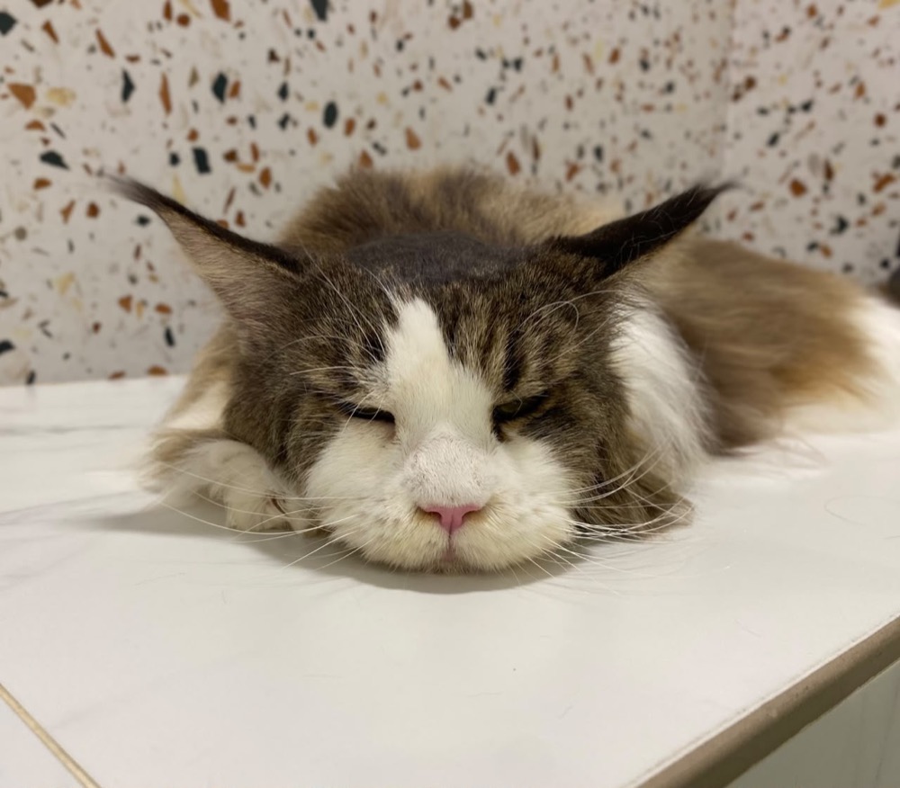 Cat wrapped in a towel after a grooming session at Maobulous
