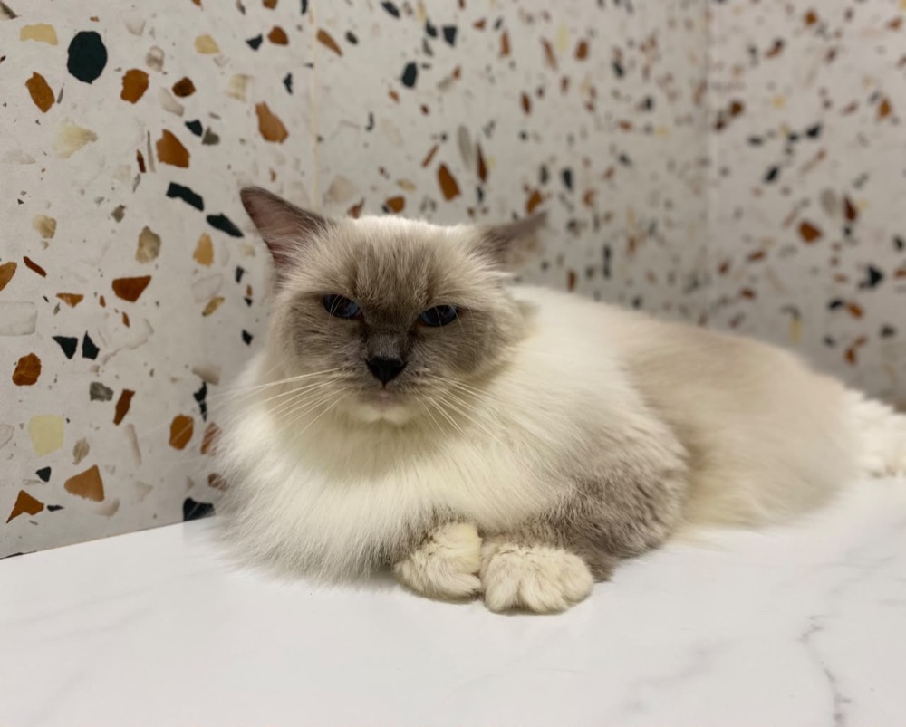 Cat during a grooming session at Maobulous
