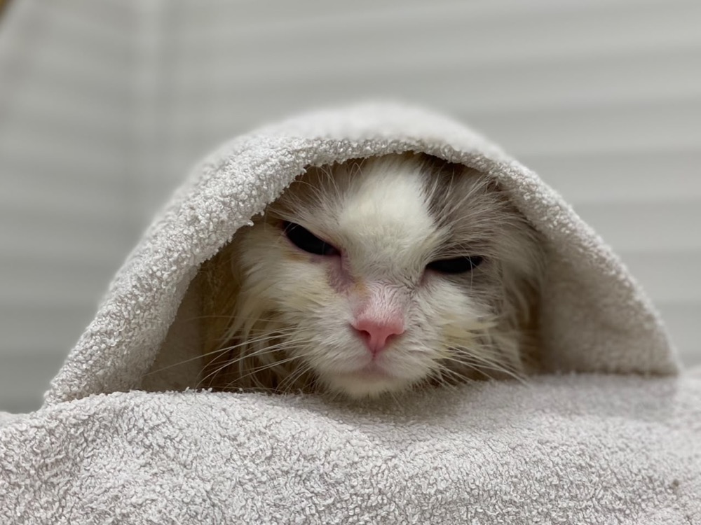 Cat during a grooming session at Maobulous