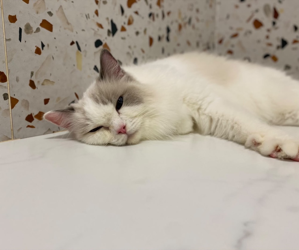 Cat during a grooming session at Maobulous