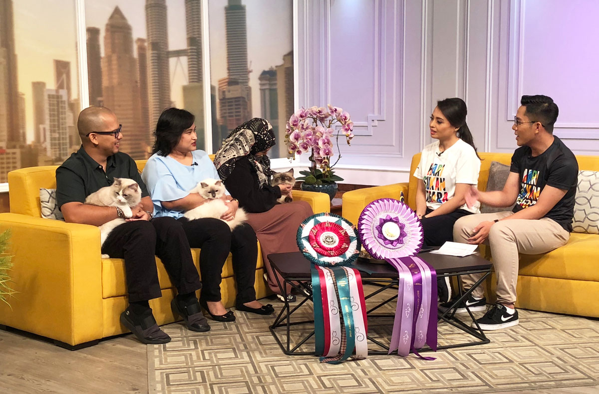 Television studio appearance featuring award-winning cats from Maobulous