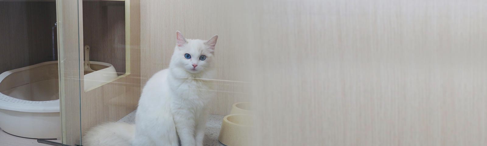 Cat resting in a boarding suite at Maobulous Cat Boutique Hotel & Spa, Subang Jaya