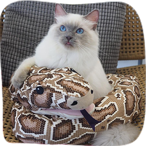 Cat guest at Maobulous Cat Boutique Hotel & Spa, Subang Jaya