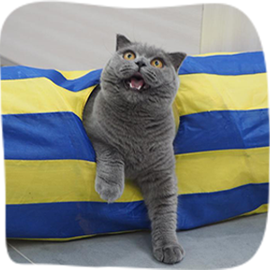 Cat guest at Maobulous Cat Boutique Hotel & Spa