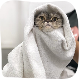Freshly groomed cat wrapped in a towel at Maobulous Cat Boutique Hotel & Spa